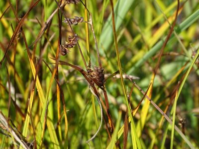 Carex crawei, photographed by Reuven Martin