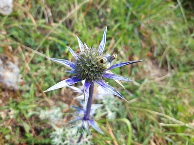 Eryngium bourgatii, photographed by Rafael Medina