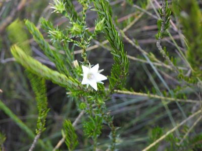 Sprengelia sprengelioides, photographed by Greg Tasney