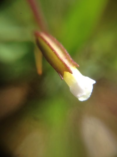 Erythranthe latidens, photographed by Adam J. Searcy