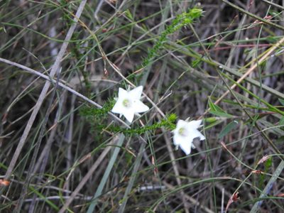 Sprengelia sprengelioides, photographed by Greg Tasney