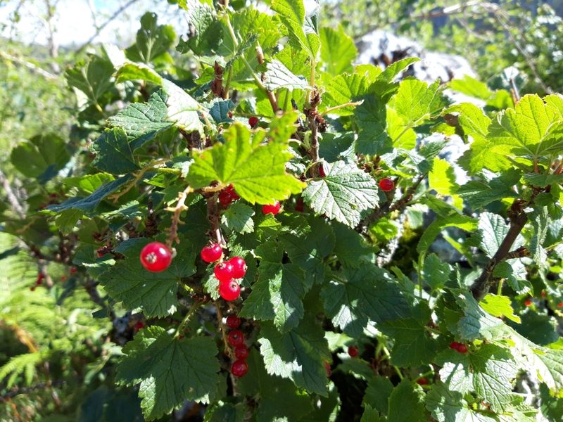 Ribes petraeum, photographed by Rafael Medina