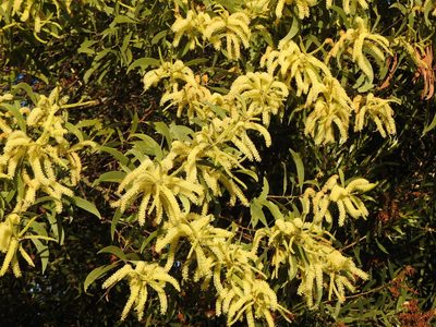 Acacia concurrens, photographed by Greg Tasney