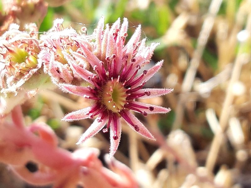 Sempervivum vicentei, photographed by Rafael Medina