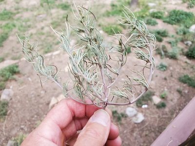 Salsola collina, photographed by Craig Martin