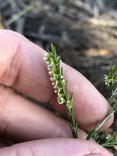 Ochrosperma lineare, photographed by Greg Tasney
