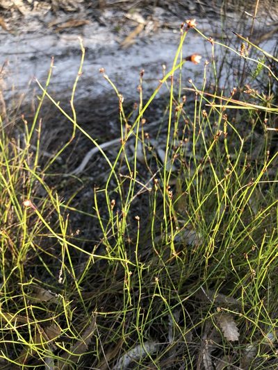 Sporadanthus interruptus, photographed by Greg Tasney