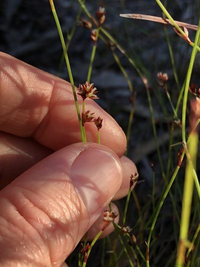 Sporadanthus interruptus, photographed by Greg Tasney
