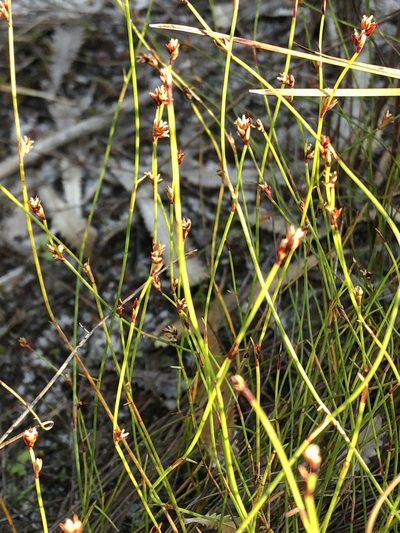 Sporadanthus interruptus, photographed by Greg Tasney