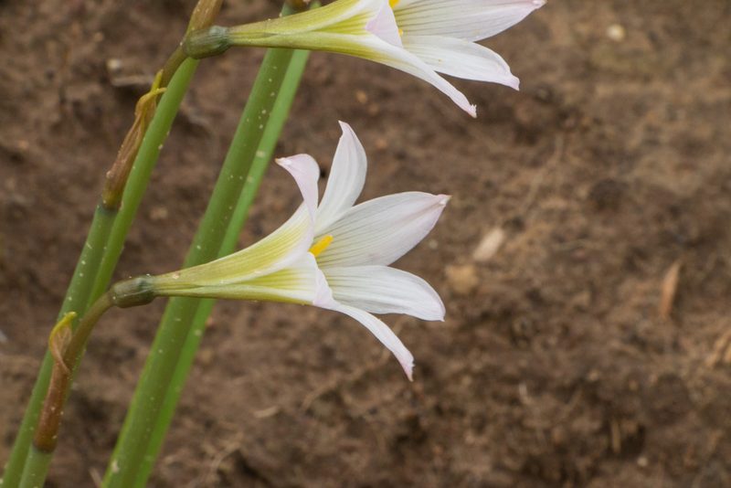 Zephyranthes cearensis, photographed by Bruno de Medeiros