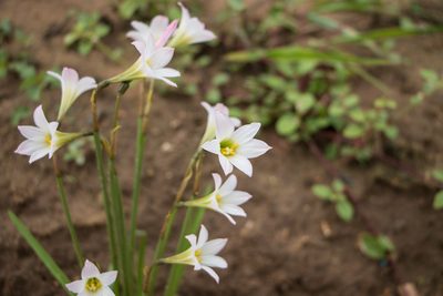Zephyranthes cearensis, photographed by Bruno de Medeiros