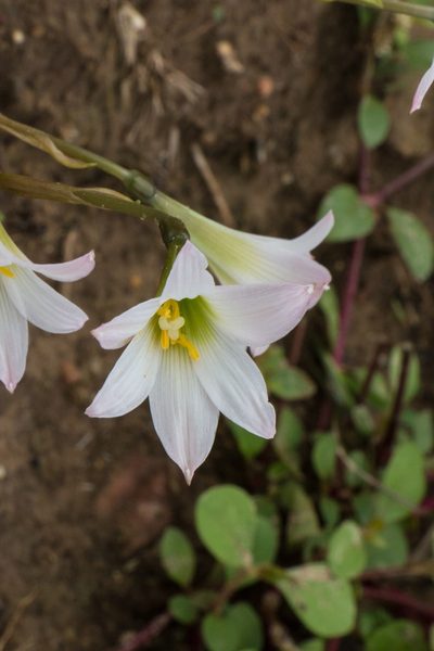Zephyranthes cearensis, photographed by Bruno de Medeiros
