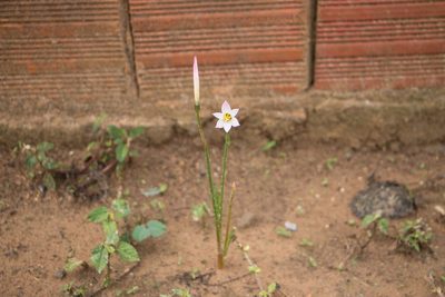 Zephyranthes cearensis, photographed by Bruno de Medeiros