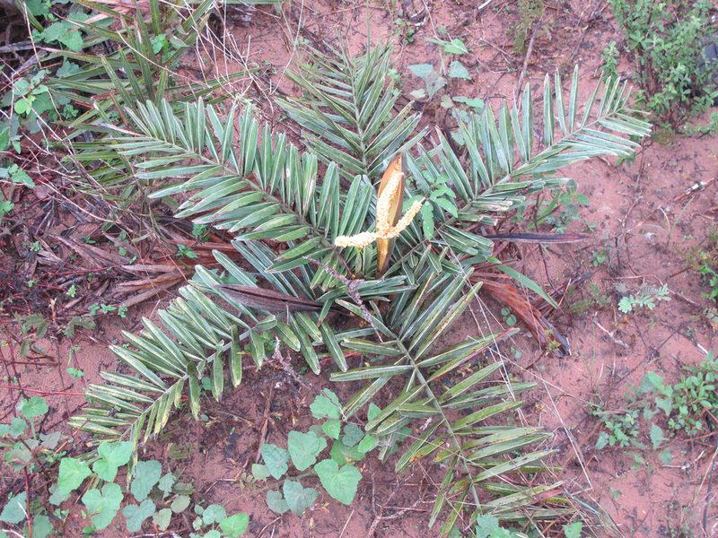 Syagrus microphylla, photographed by Bruno de Medeiros