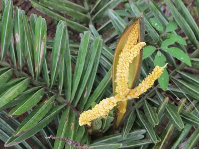 Syagrus microphylla, photographed by Bruno de Medeiros