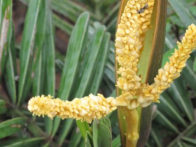 Syagrus microphylla, photographed by Bruno de Medeiros