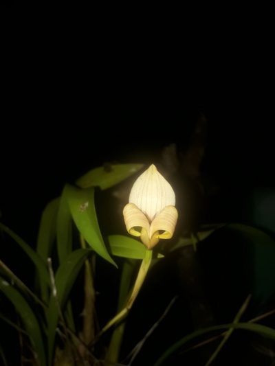 Maxillaria egertoniana, photographed by Lesley Aguirre