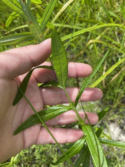 Hypericum adpressum, photographed by Bonnie Semmling