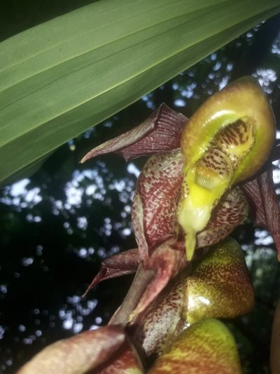 Catasetum maculatum, photographed by Lesley Aguirre