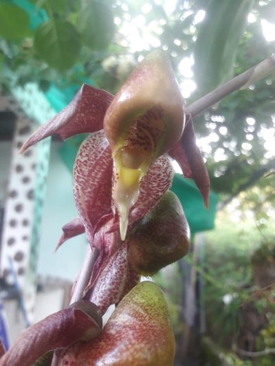 Catasetum maculatum, photographed by Lesley Aguirre