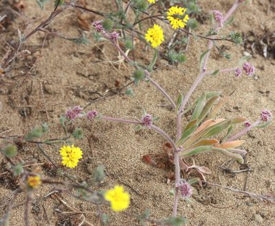Lessingia germanorum, photographed by Scott Loarie