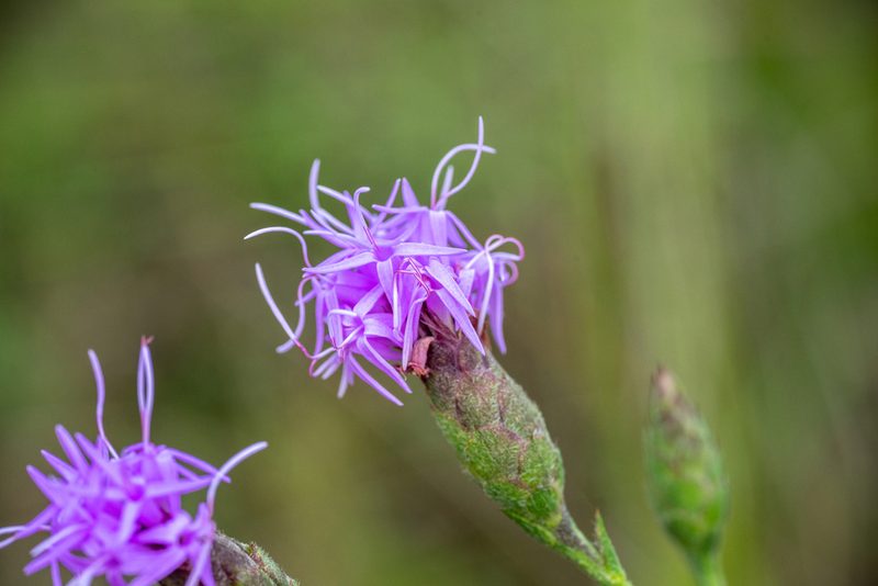 Liatris cymosa, photographed by Kyle M. Simpson