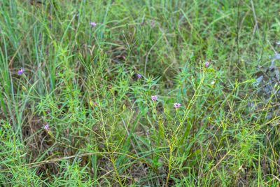 Liatris cymosa, photographed by Kyle M. Simpson