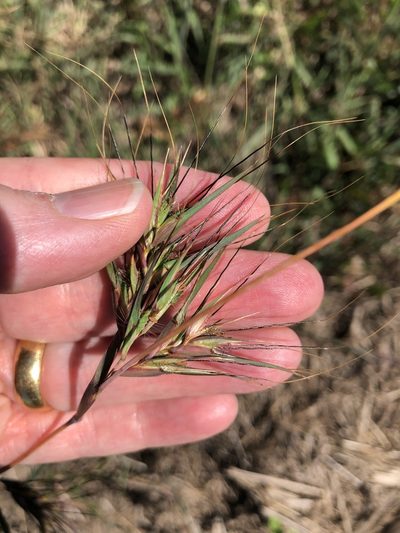 Themeda quadrivalvis, photographed by elawrey
