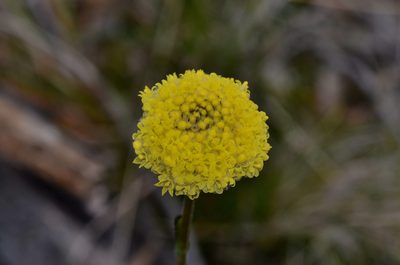 Craspedia glauca, photographed by James (Jim) Duggan