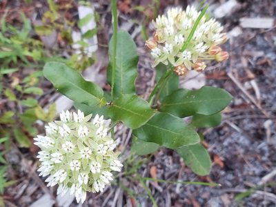 Asclepias curtissii, photographed by Arturo Santos