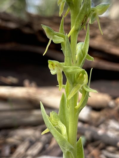Platanthera brevifolia, photographed by Jason K.