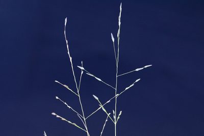 Eragrostis pectinacea, photographed by Owen Strickland