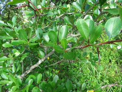 Crataegus crus-galli, photographed by Annika Lindqvist