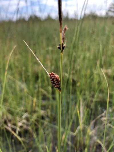 Carex rotundata, photographed by Valerii Glazunov