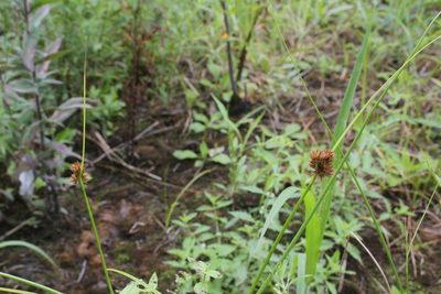 Juncus torreyi, photographed by Quinten Wiegersma