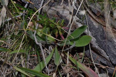 Craspedia glauca, photographed by James (Jim) Duggan