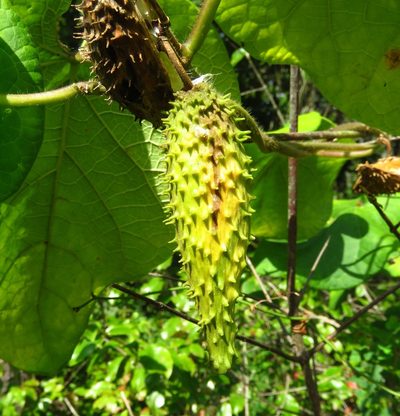 Odontostephana hirtelliflora, photographed by Annika Lindqvist
