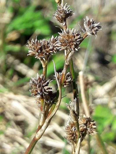Juncus densiflorus, photographed by naturewatchwidow