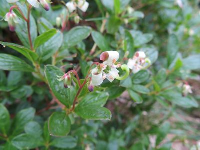 Elliottia bracteata, photographed by Marco Mussita