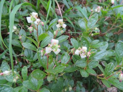 Elliottia bracteata, photographed by Marco Mussita