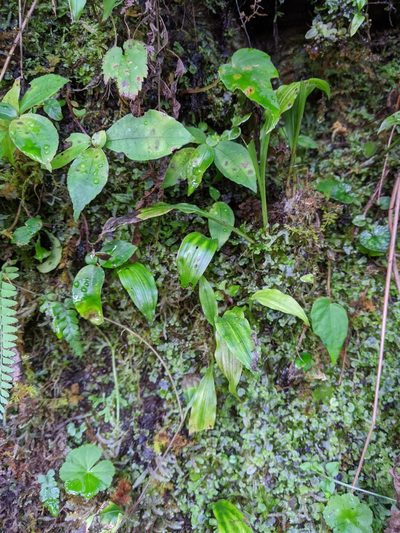 Pleione formosana, photographed by Cheng-Te Hsu