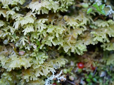 Trichocolea rigida, photographed by Leon Perrie