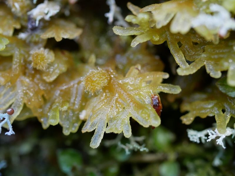 Trichocolea rigida, photographed by Leon Perrie