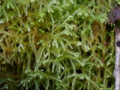 Lepidozia spinosissima, photographed by Leon Perrie