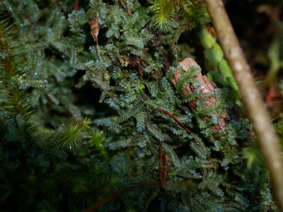 Heteroscyphus echinellus, photographed by Leon Perrie