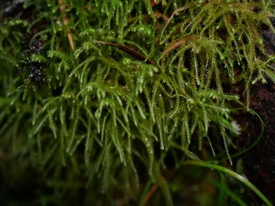 Lepidozia spinosissima, photographed by Leon Perrie