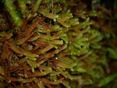 Heteroscyphus ciliatus, photographed by Leon Perrie