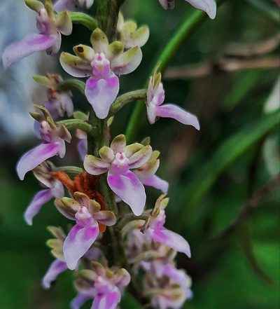 Diplocentrum recurvum, photographed by Bala Subramanian