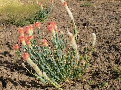 Pimelea decora, photographed by dhfischer