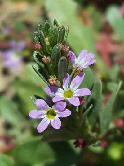 Lythrum tribracteatum, photographed by Alex Abair